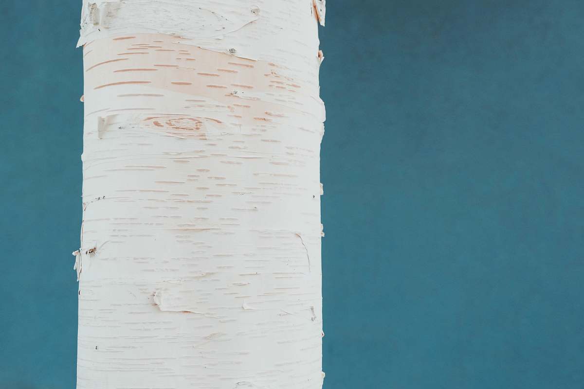 tree  birch