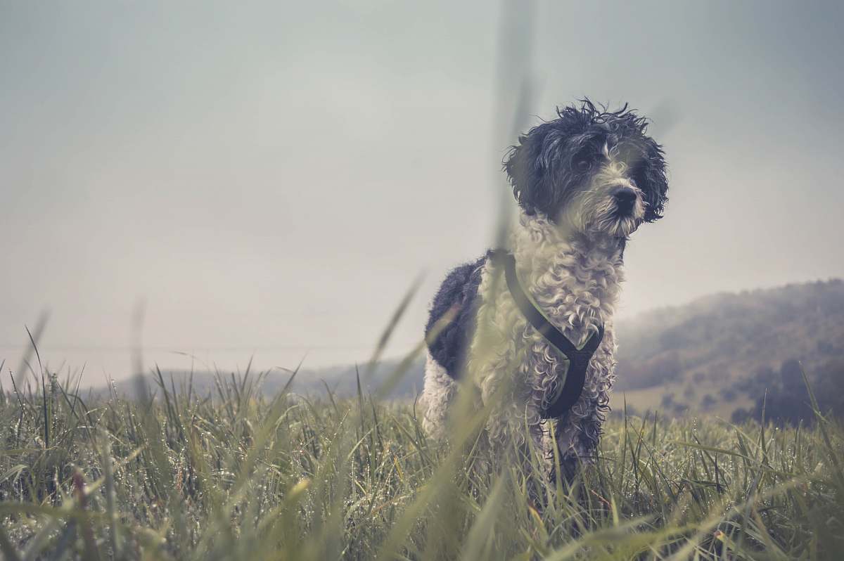 grass adult long-coated white and black terrier on grass field dog