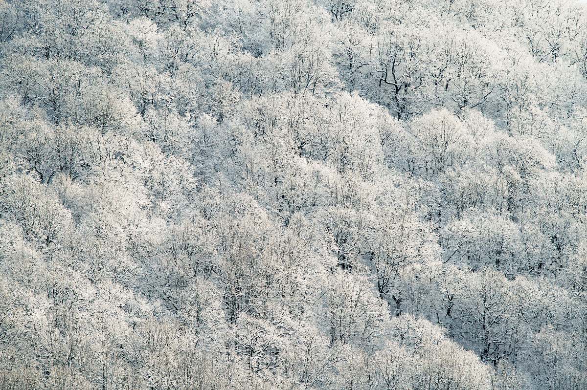snow aerial photography of white leafed trees frost