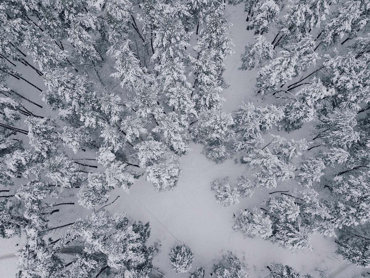 snow aerial view of pine trees covered with snow ukraine