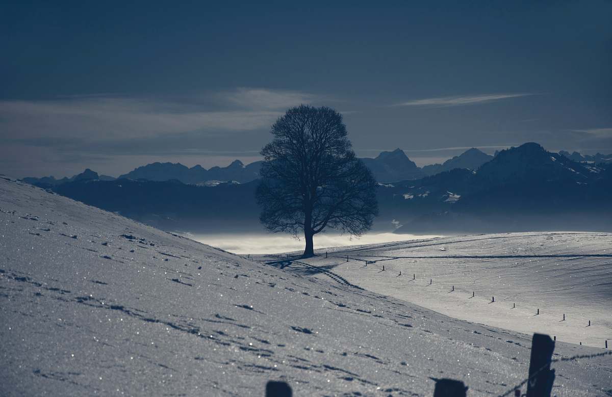 mountains bare tree surrounded by brown sand during daytime tree