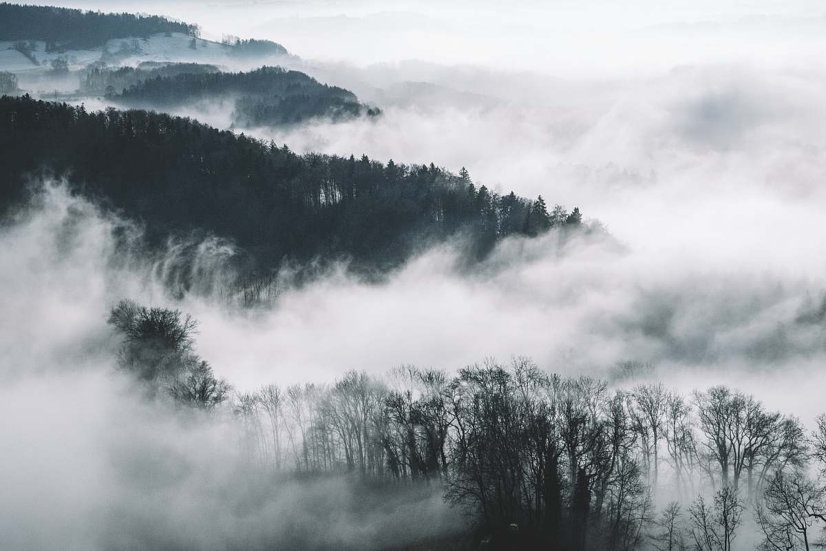 nature bird's eye view photography of trees and mountains with fog fog