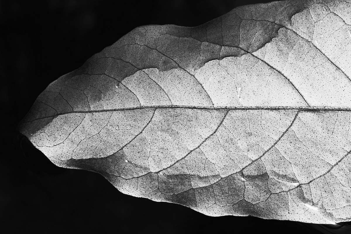 black-and-white brown leaf veins