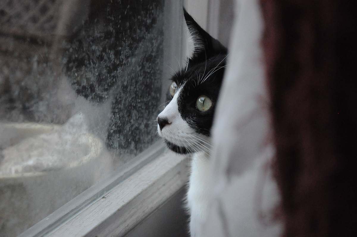 animal cat sitting near glass window cat