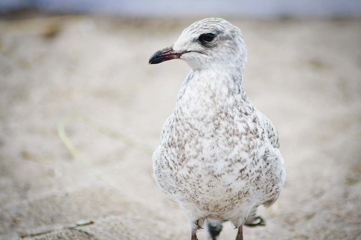 bird close up photography of white dove seagull