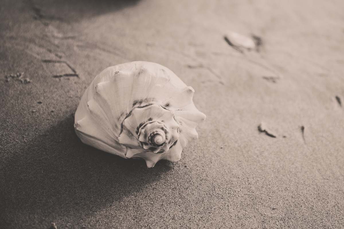 sand closeup photo of white seashell on sand shell
