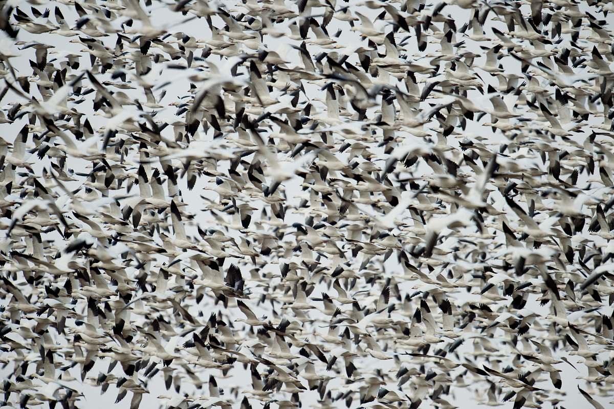 birds flock of white-and-black birds flock