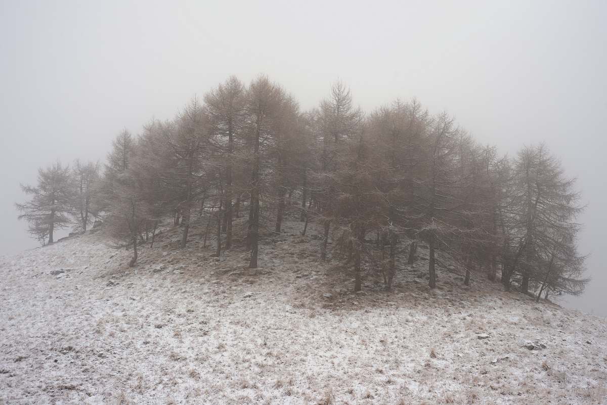 field forest covered by fog mist