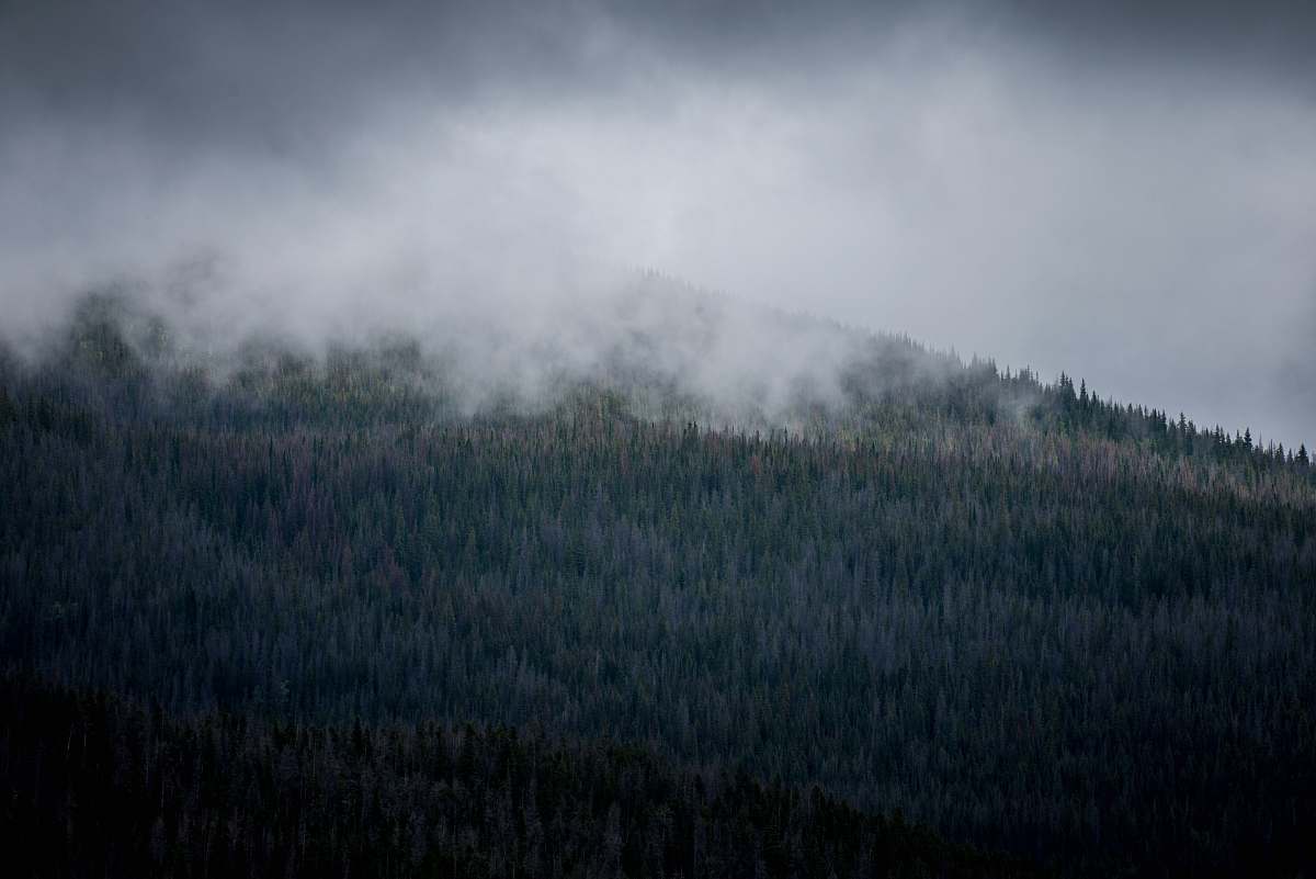 fog forest tree field covered with fog tree