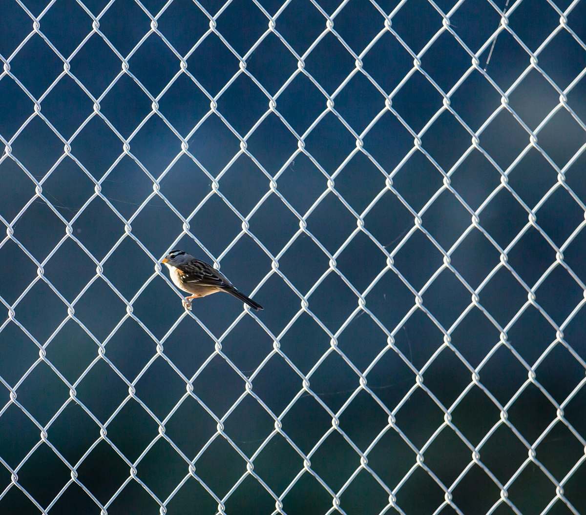 bird gray and white bird on cyclone fenc quarry lakes regional recreation area