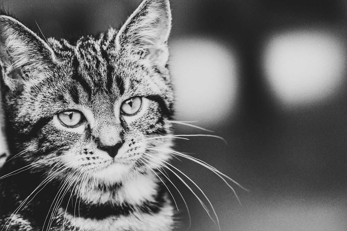 Black-and-white Grayscale Photography Of Tabby Cat Cat Image Free Photo