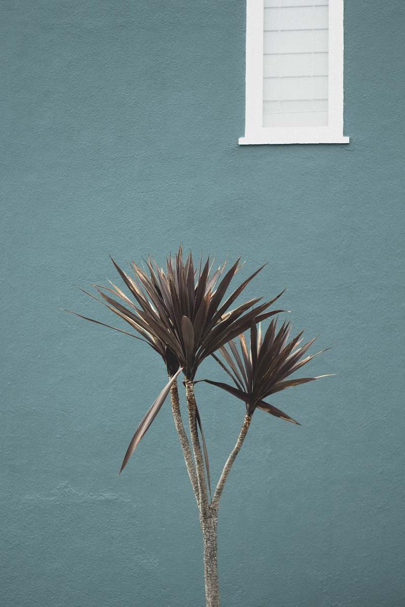 plant green leafed pedestal plant tree