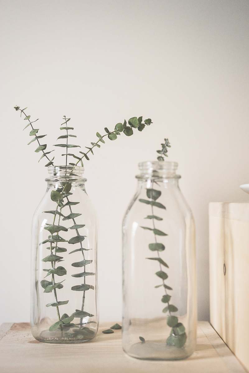 plant green leafed plant on clear glass vase glass