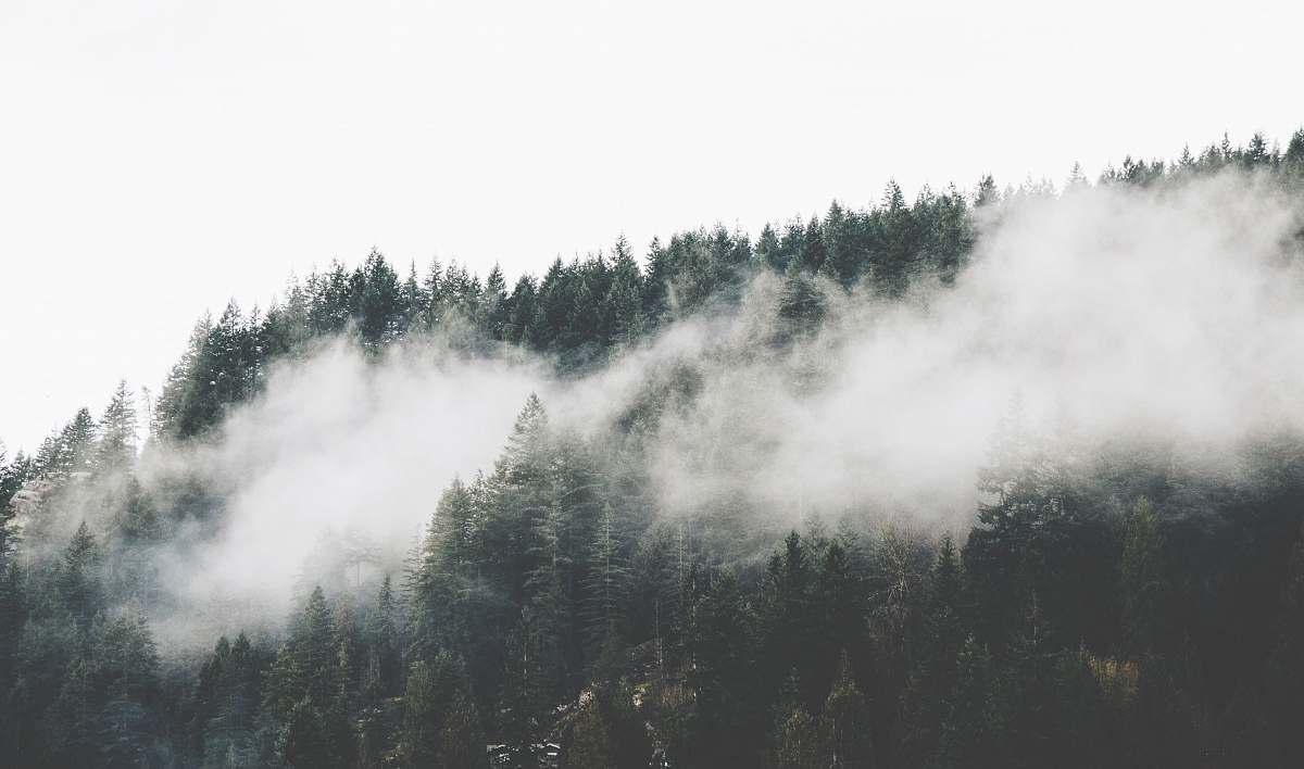 nature green pine trees with clouds at daytime fog