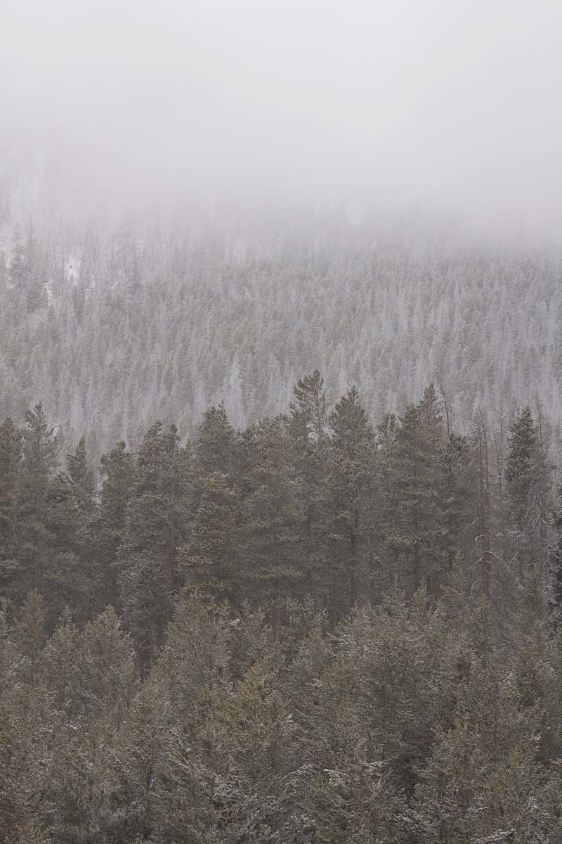 forest green trees surrounded by snow fog