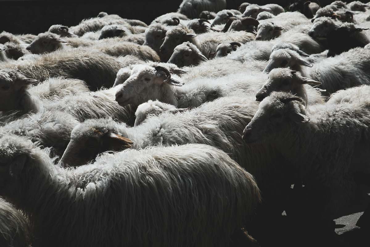 animal herd of white sheep gang