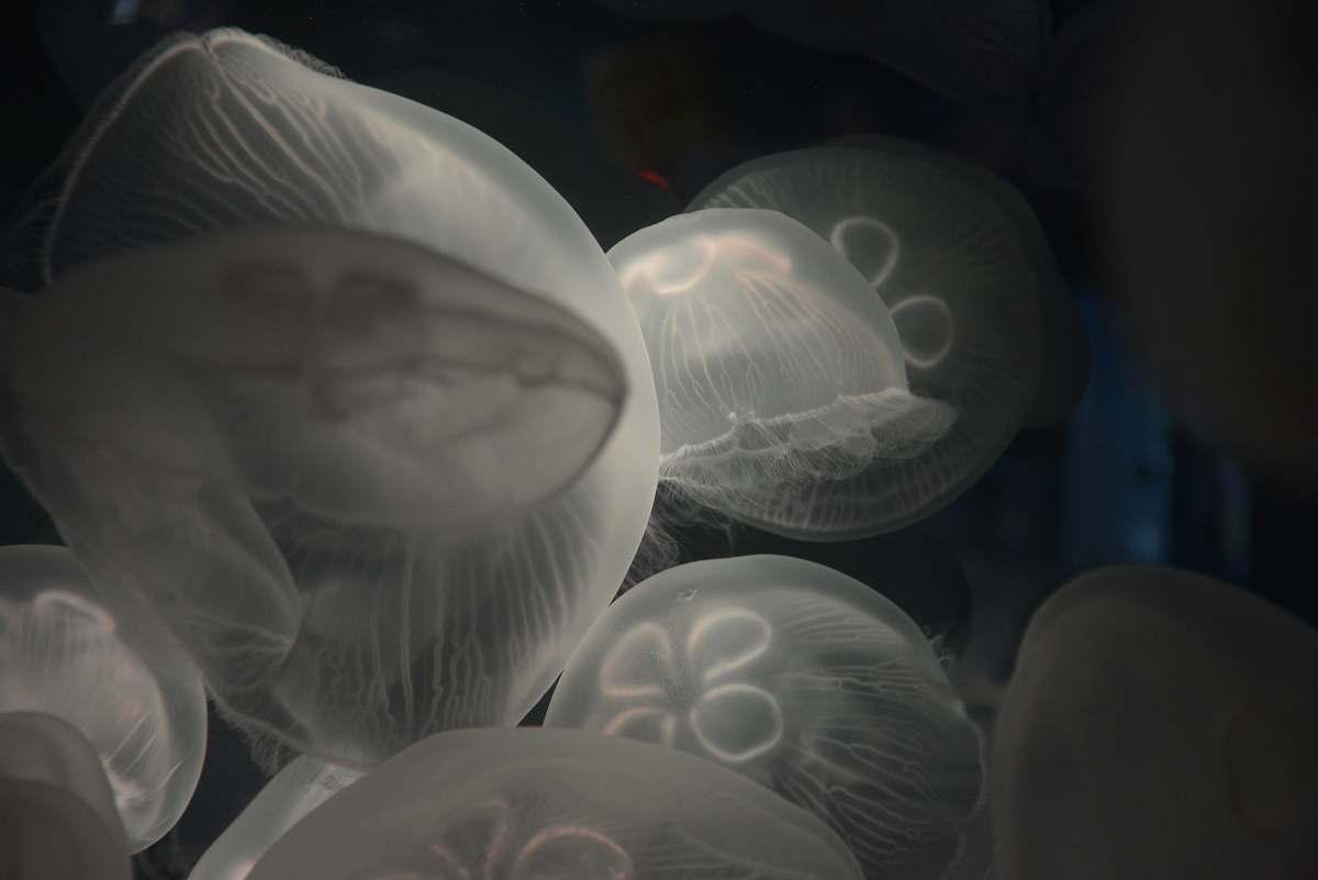jellyfish jellyfish photo under water underwater