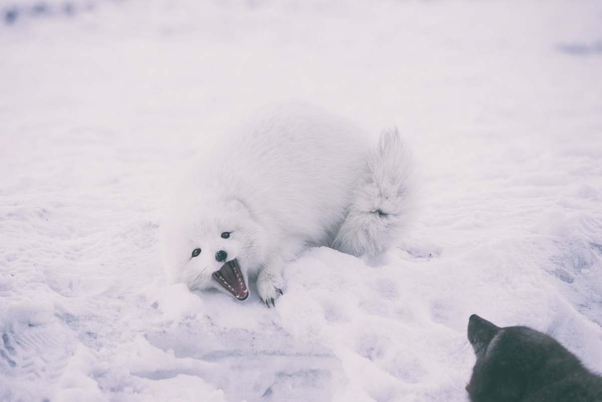 animal long-coated white wolf at daytime arctic fox