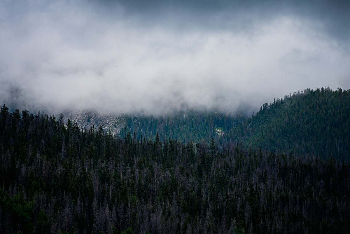 fog mountain under cloudy sky tree