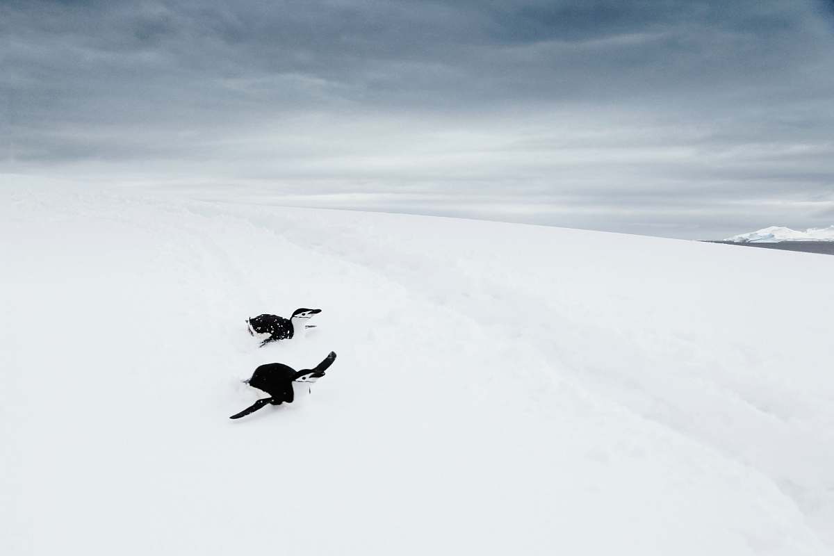 animal penguin on snow antarctica