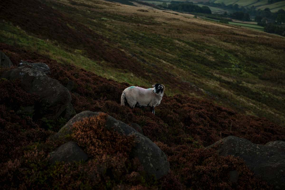 rock photo of white sheep on field field