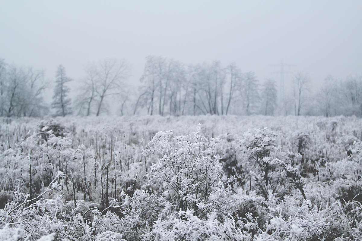 ice plant with snow snow