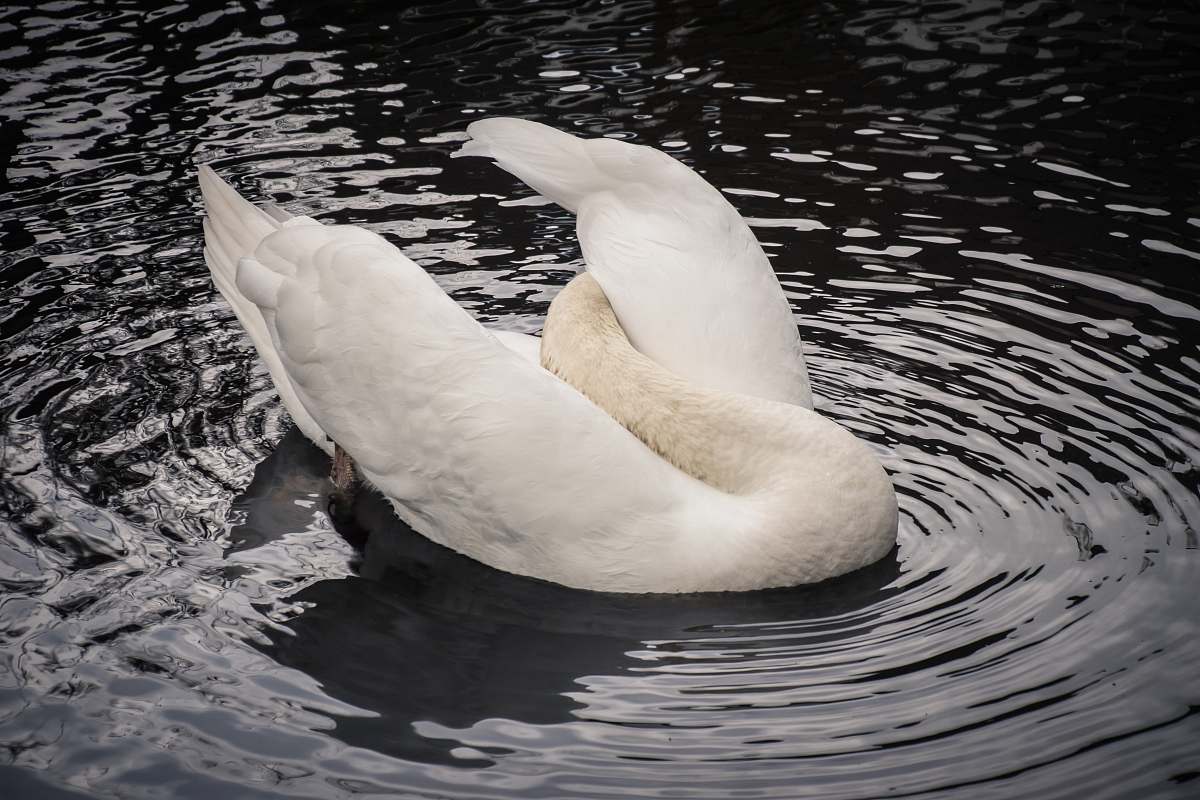 bird selective focus photography of white swan on body of water swan