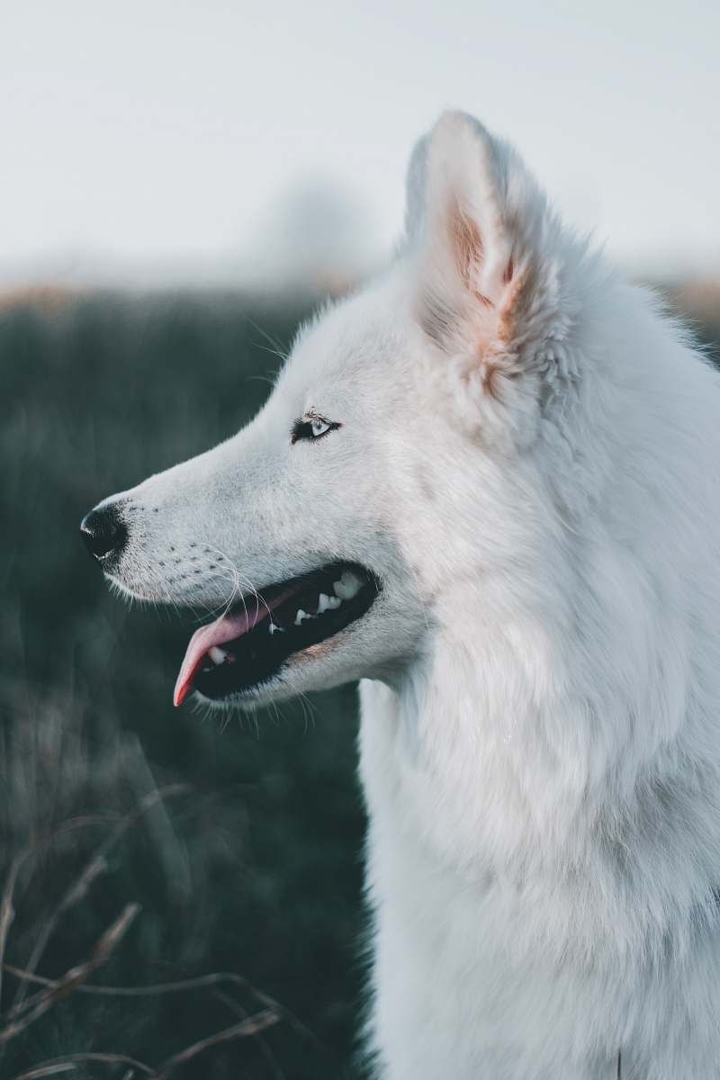 animal shallow focus photography of long-coated white dog dog