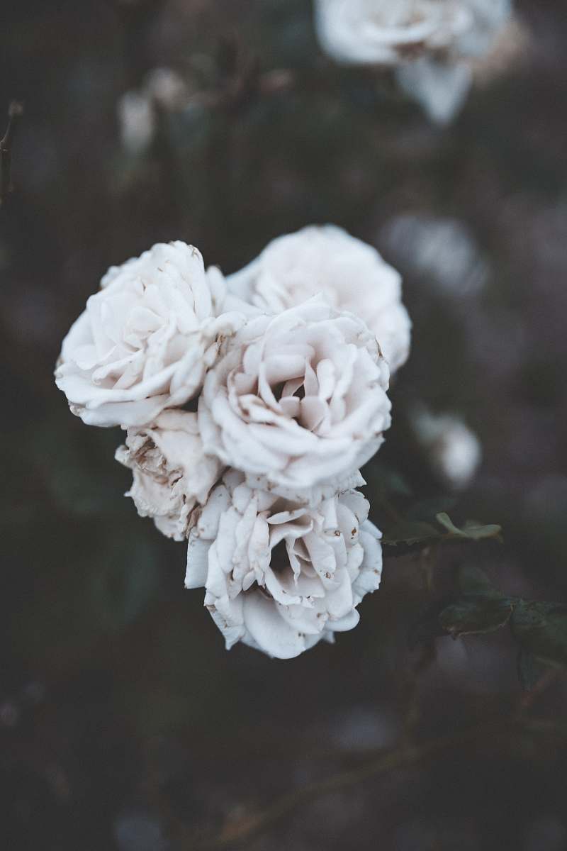 flower shallow focus photography of white flowers plant