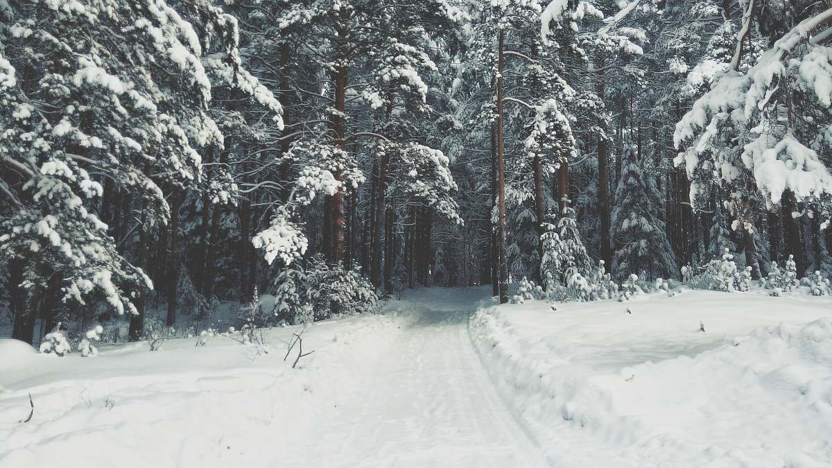 snow snow covered trees and field at daytime outdoors