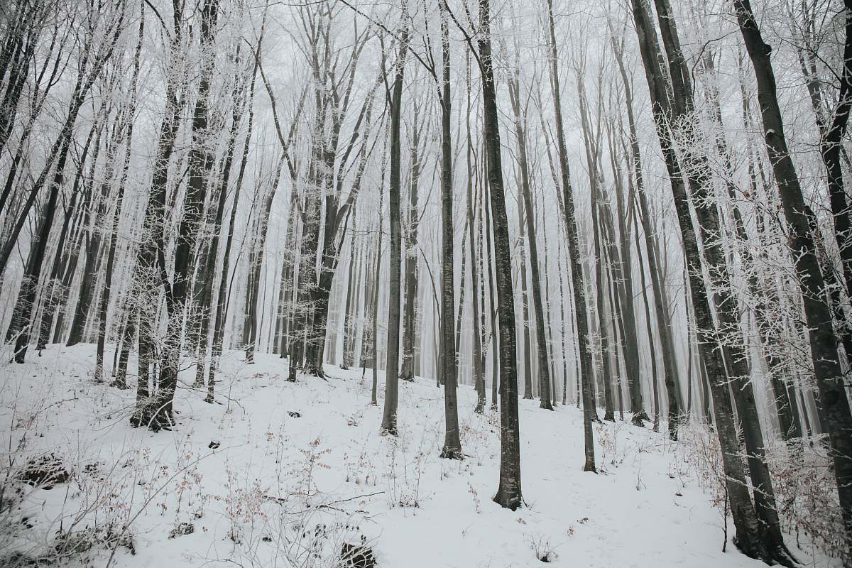 snow snow covered trees nature