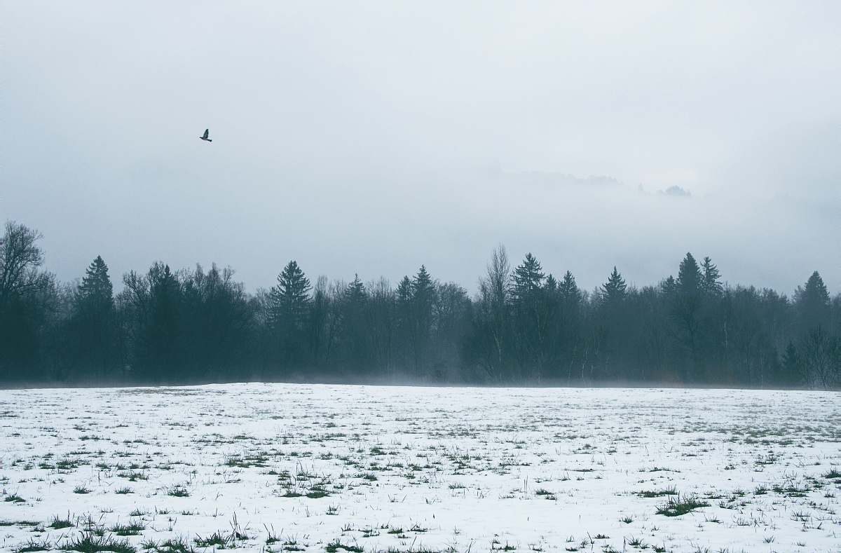 plant snow field during daytime tree
