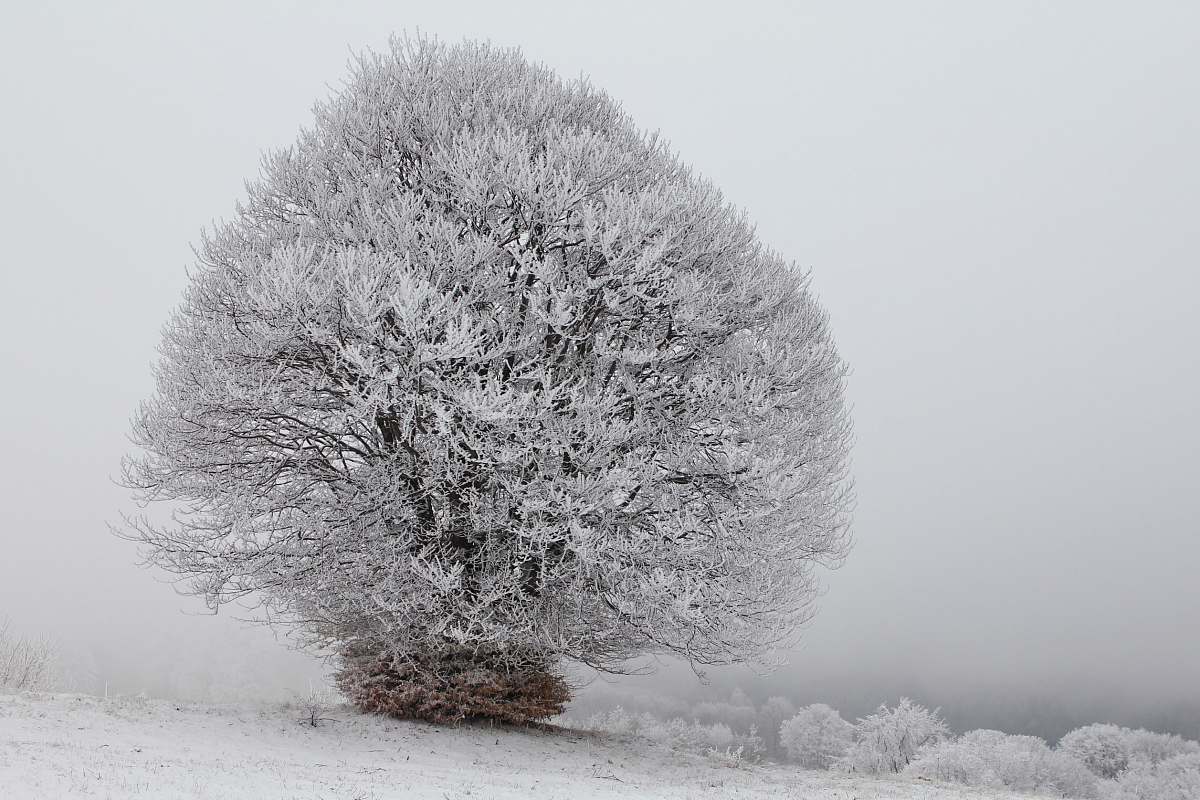 black-and-white snow frosted tree frost