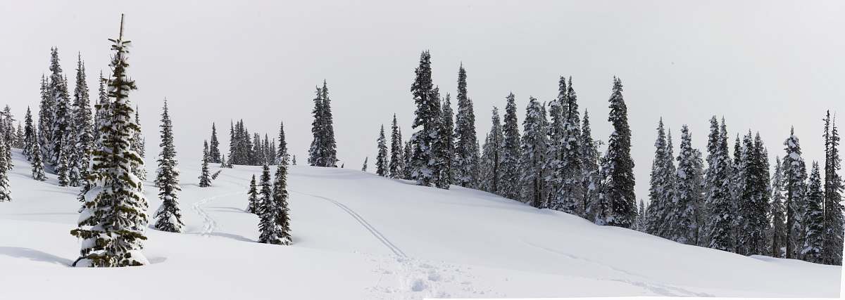 tree snowy mountain side plant