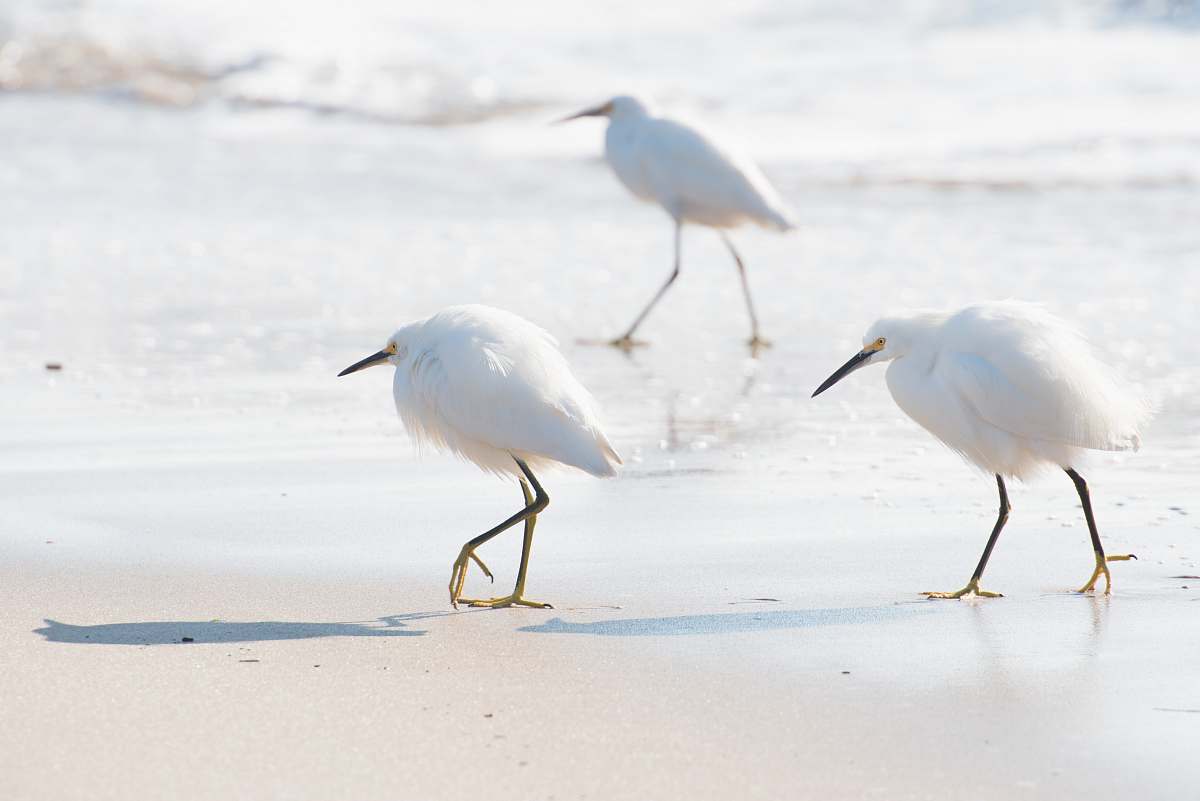 bird three white birds walking on white sand on seashore during daytime heron