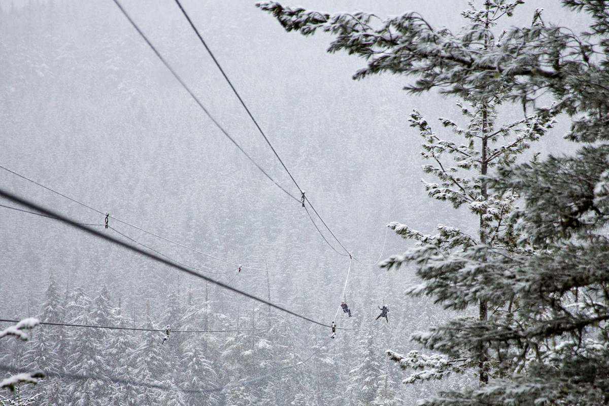 canada trees coated with snow zipline