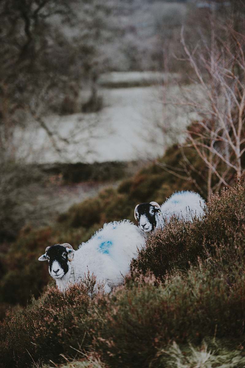 animal two white-and-black sheeps overlooking body of water during daytime bird
