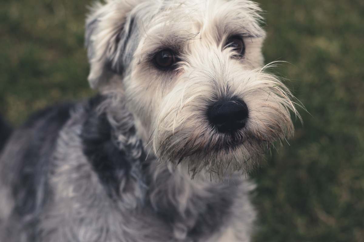 dog white and black coated dog pet