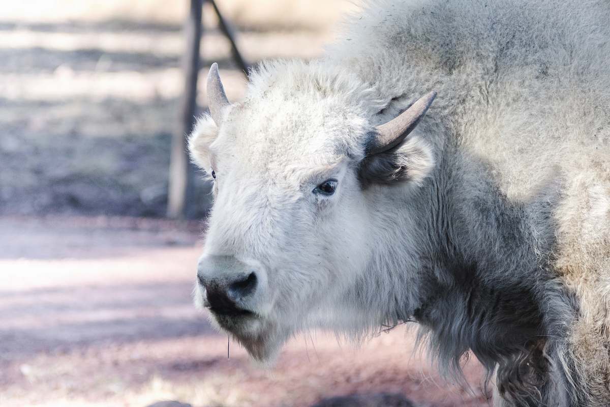 animal white buffalo standing on ground wildlife