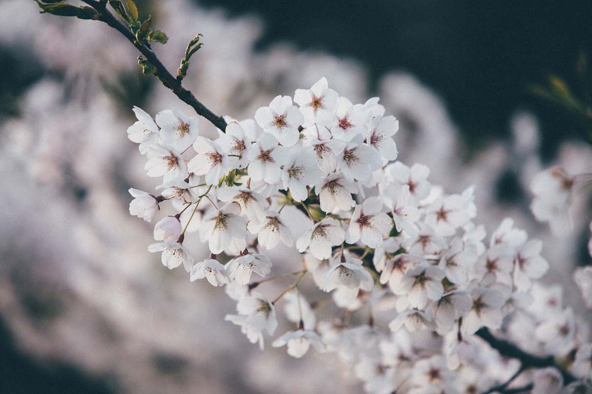 flower white cherry blossom flowers blooming blossom