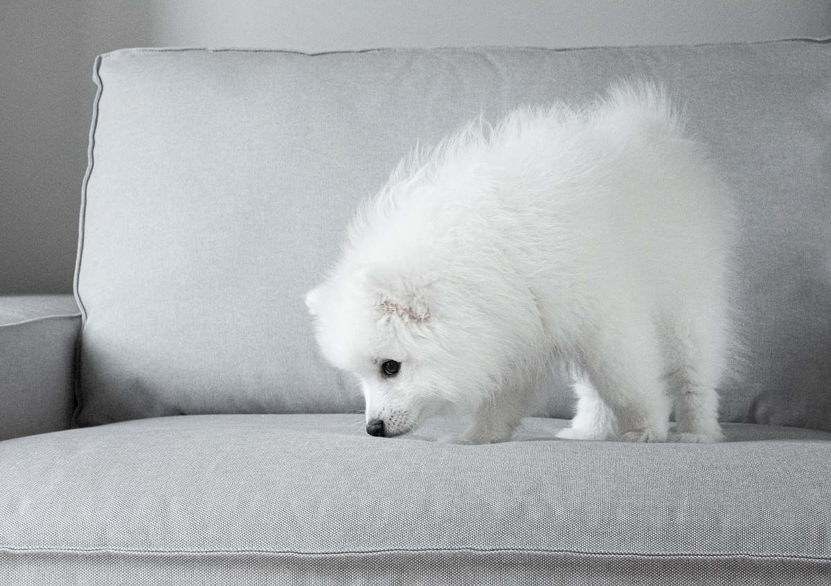 canine white dog on grey sofa animal