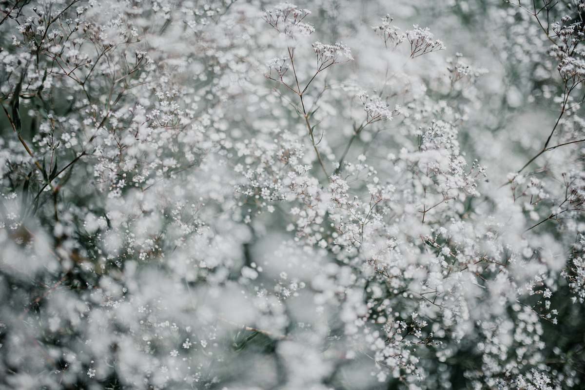 plant white flowers scenery nature