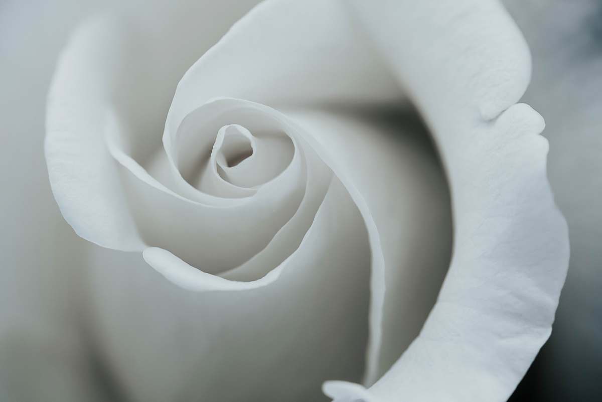 flower white rose petals rose