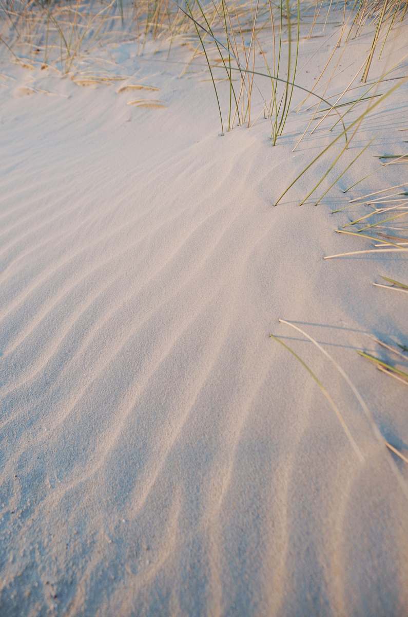 grass white sand and green linear plant sand
