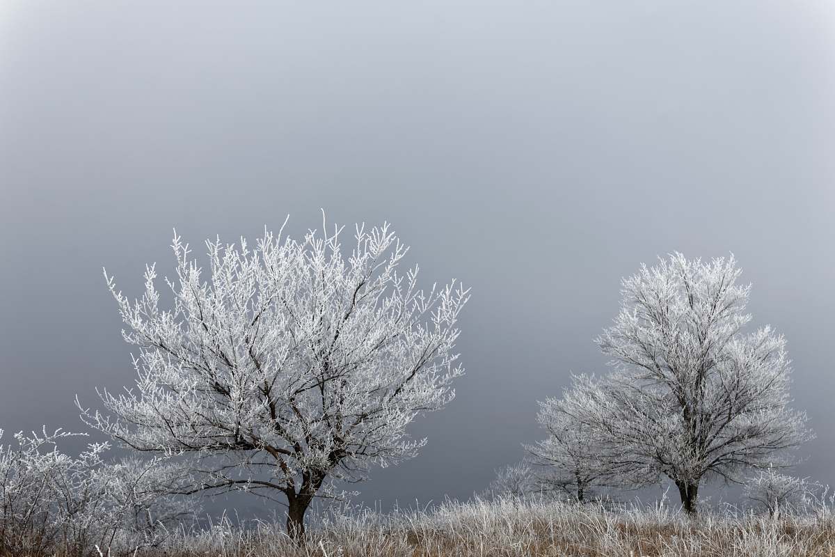 snow white tree plants on gray sky during daytime frost