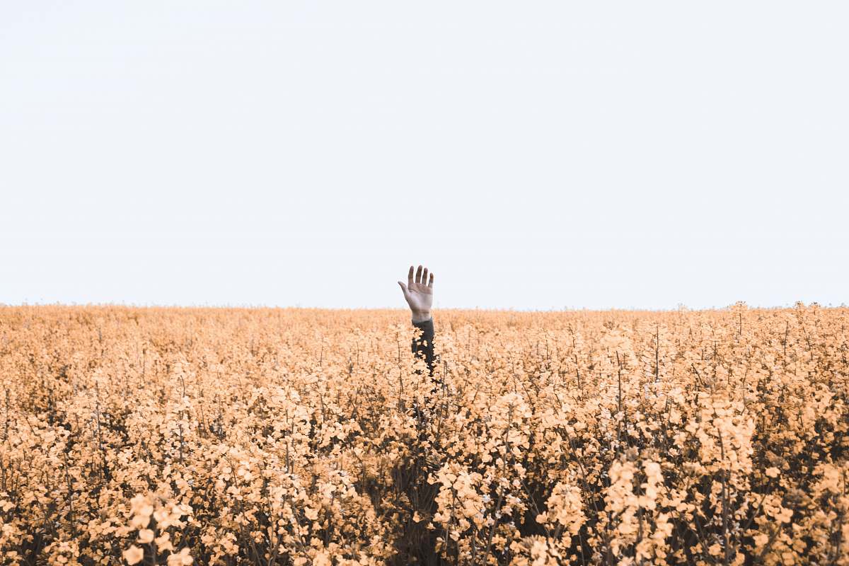 grass person's hand over brown floral field during daytime field
