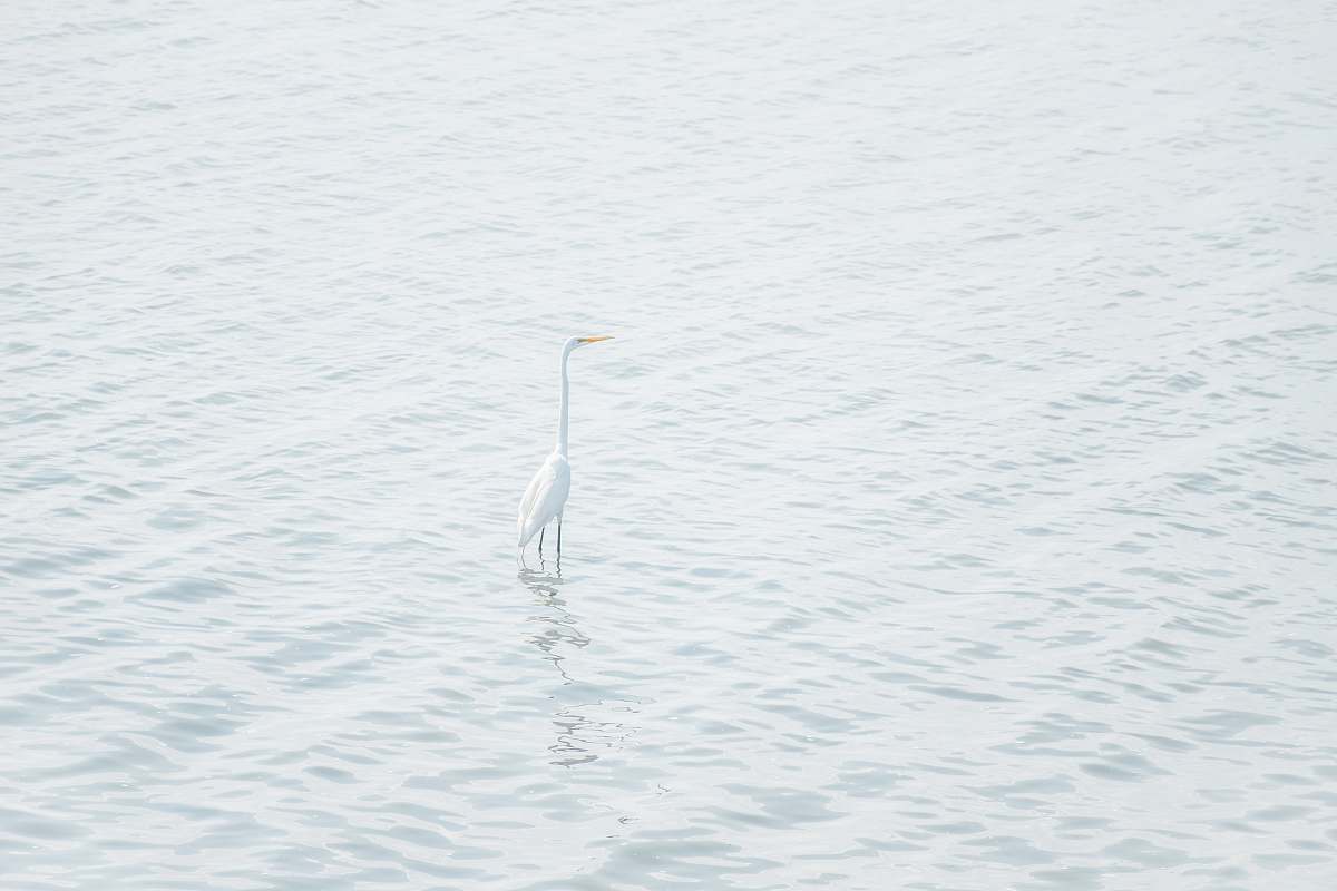 blue white bird on seashore bird