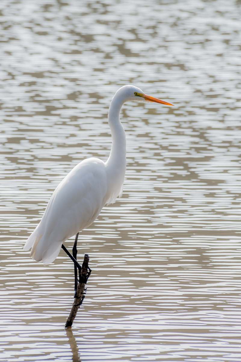 bird white bird standing on tree branch animal