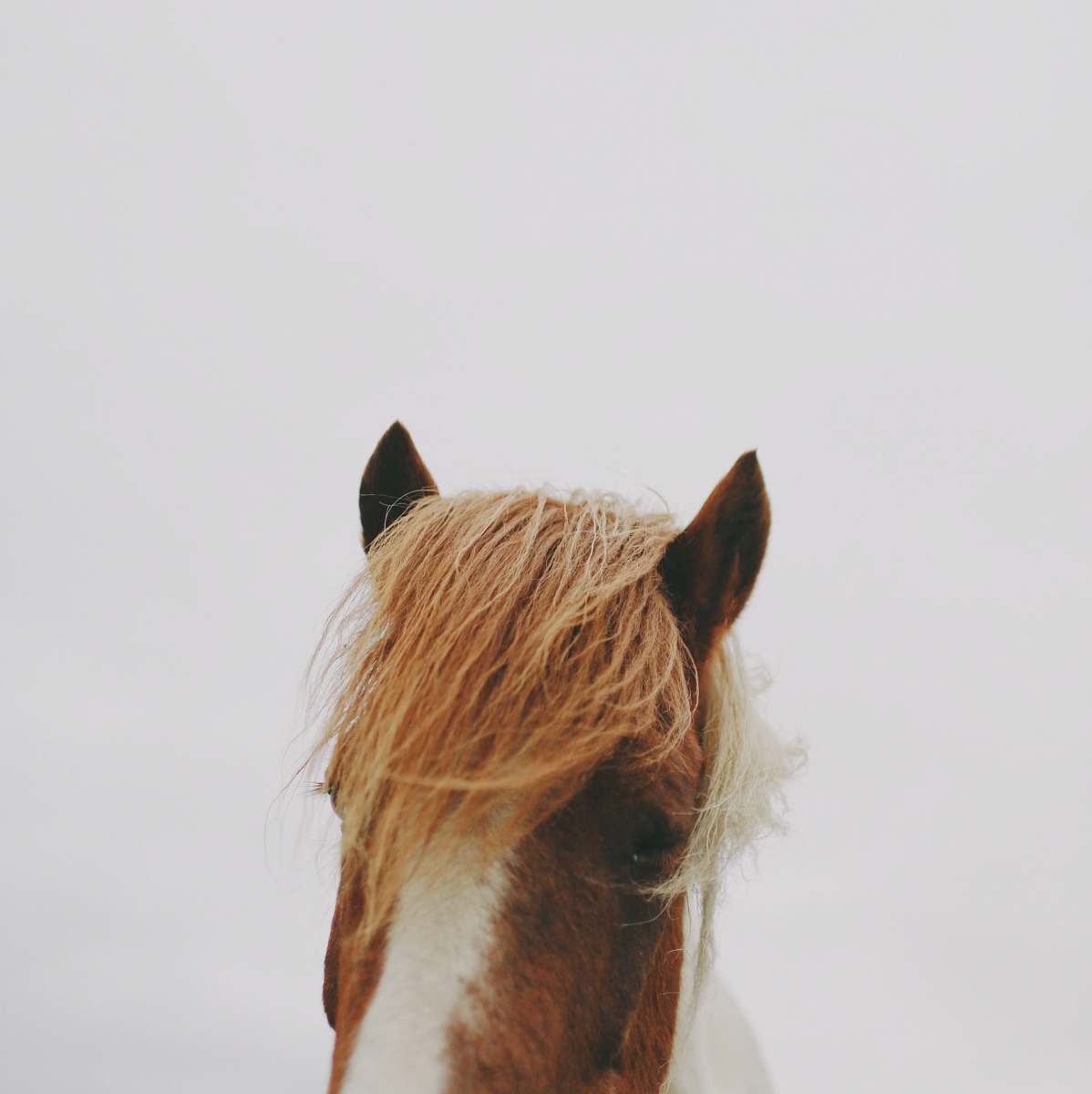 brown brown and white horse animal