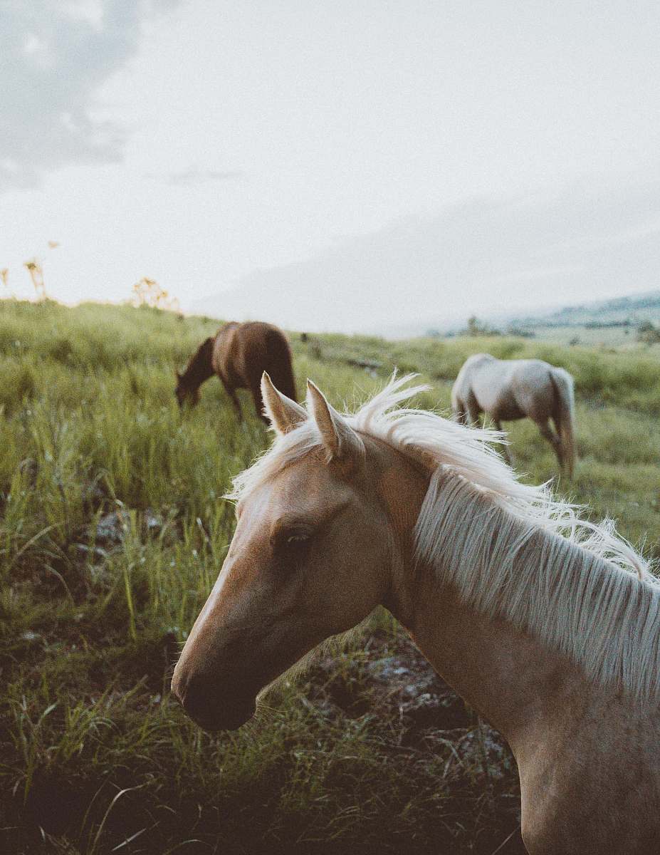 animal tilt-shift lens photography of horse herd on grassland during daytime australia